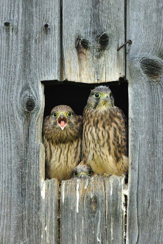 What A Nice Set of Hooters!!