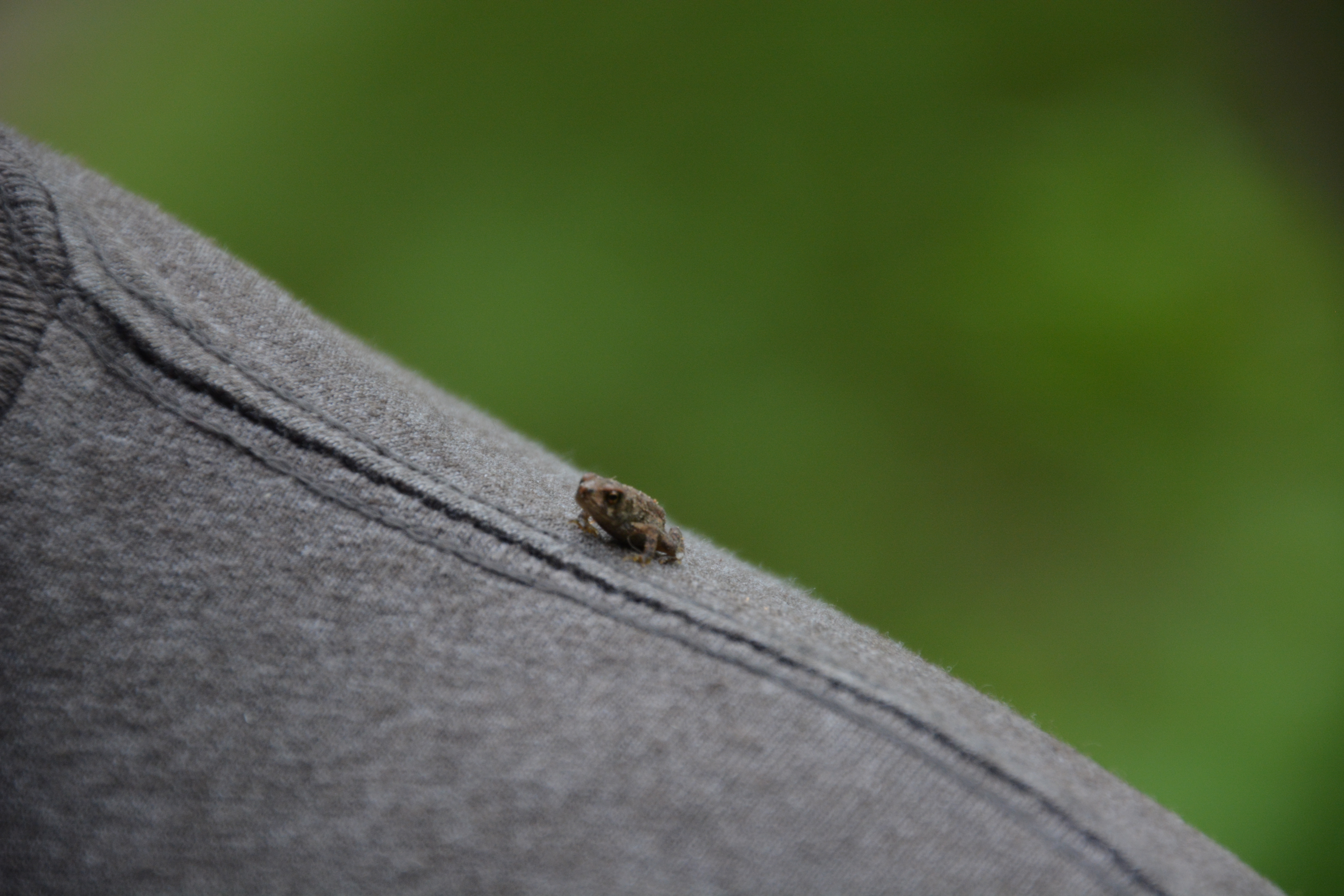 A Little Hitch Hiker