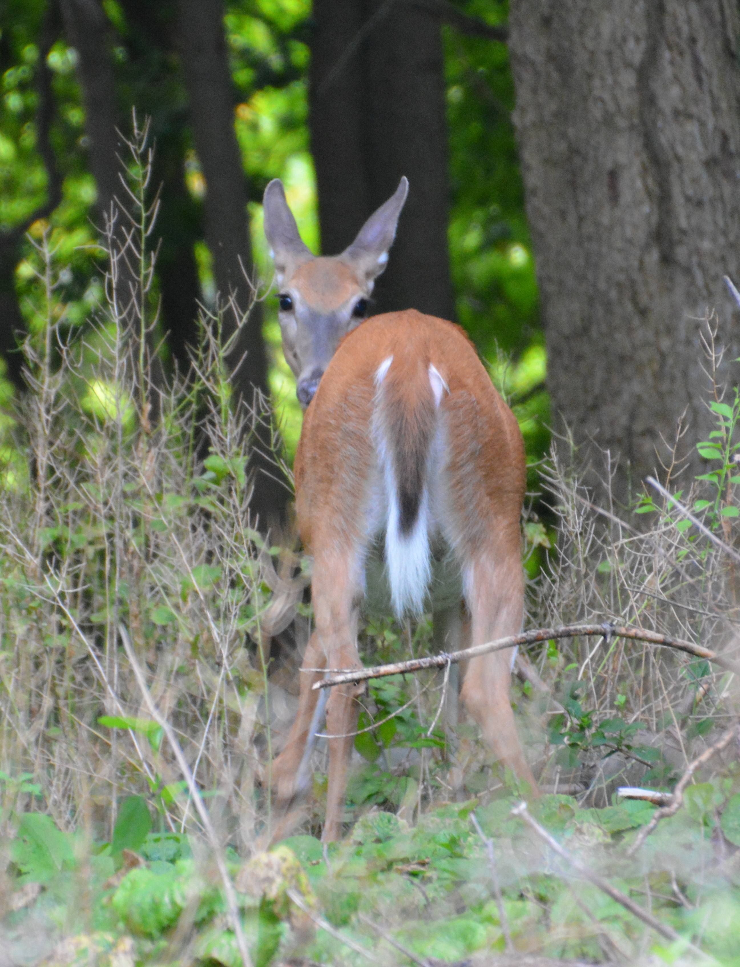 Here's Looking at You!!