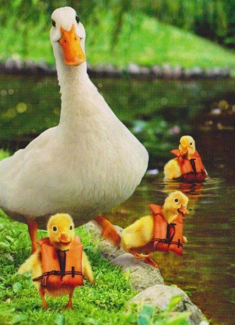 OK Kids..Everyone in the Pool!