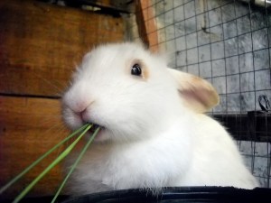 Photo Credit:  AbdillahAbi via Flickr