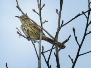 Photo Credit: pippalou via morguefile.com