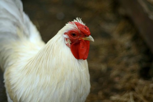 Photo Credit: Paul Joseph via CC Flickr