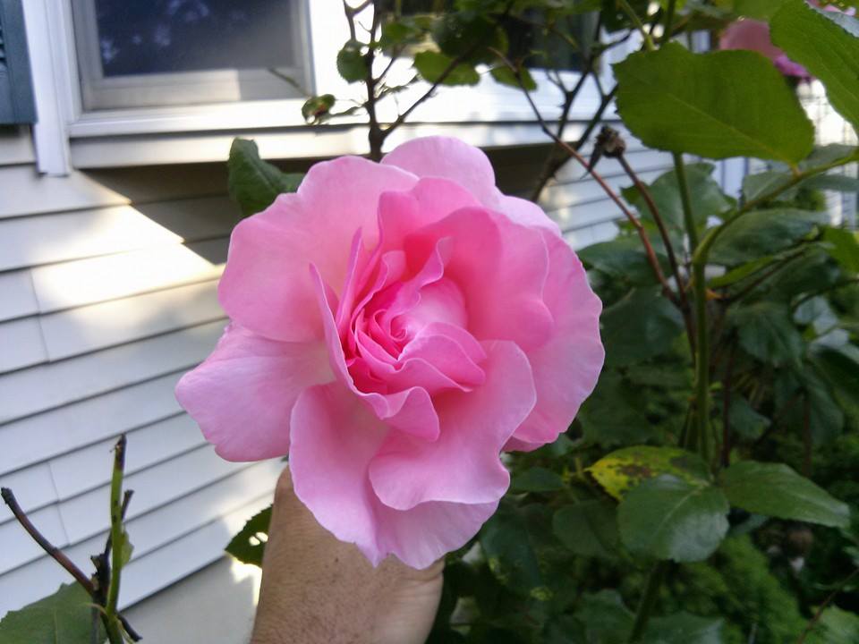 First Rose of the Year!