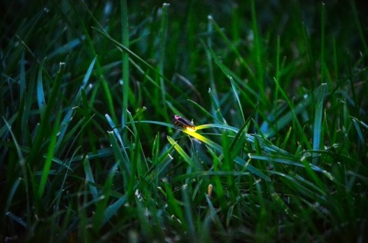 Photo Credit: Aj Sethi