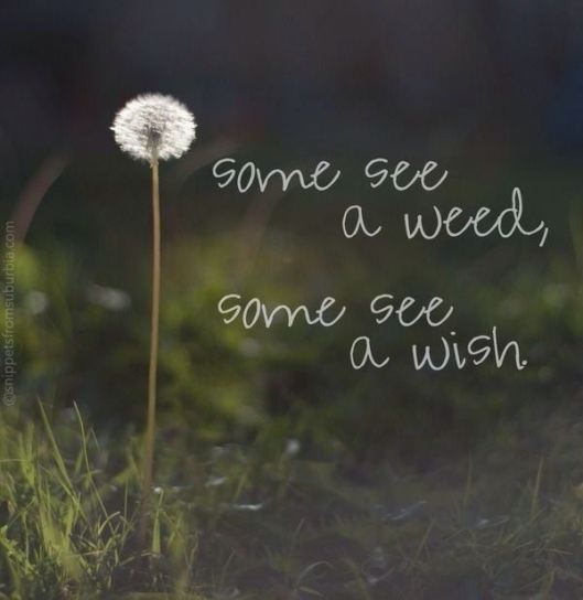 weed or wish