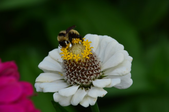 Steve and Amys August 3 2015 059