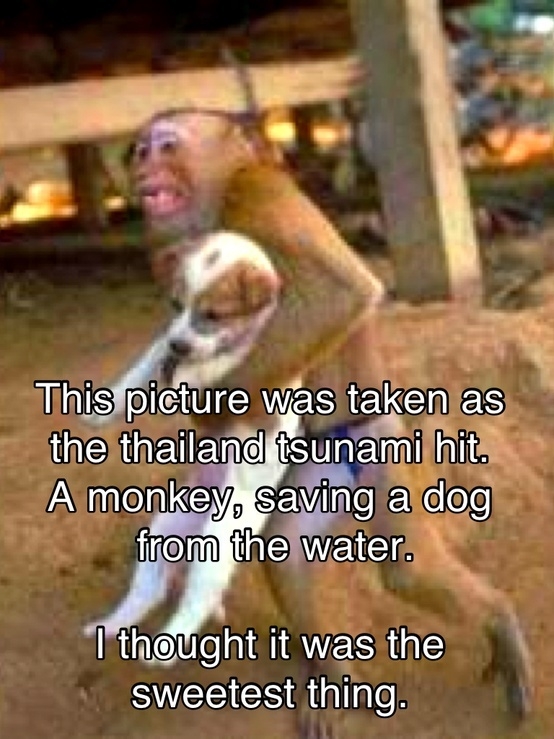 Monkey Saving Puppy
